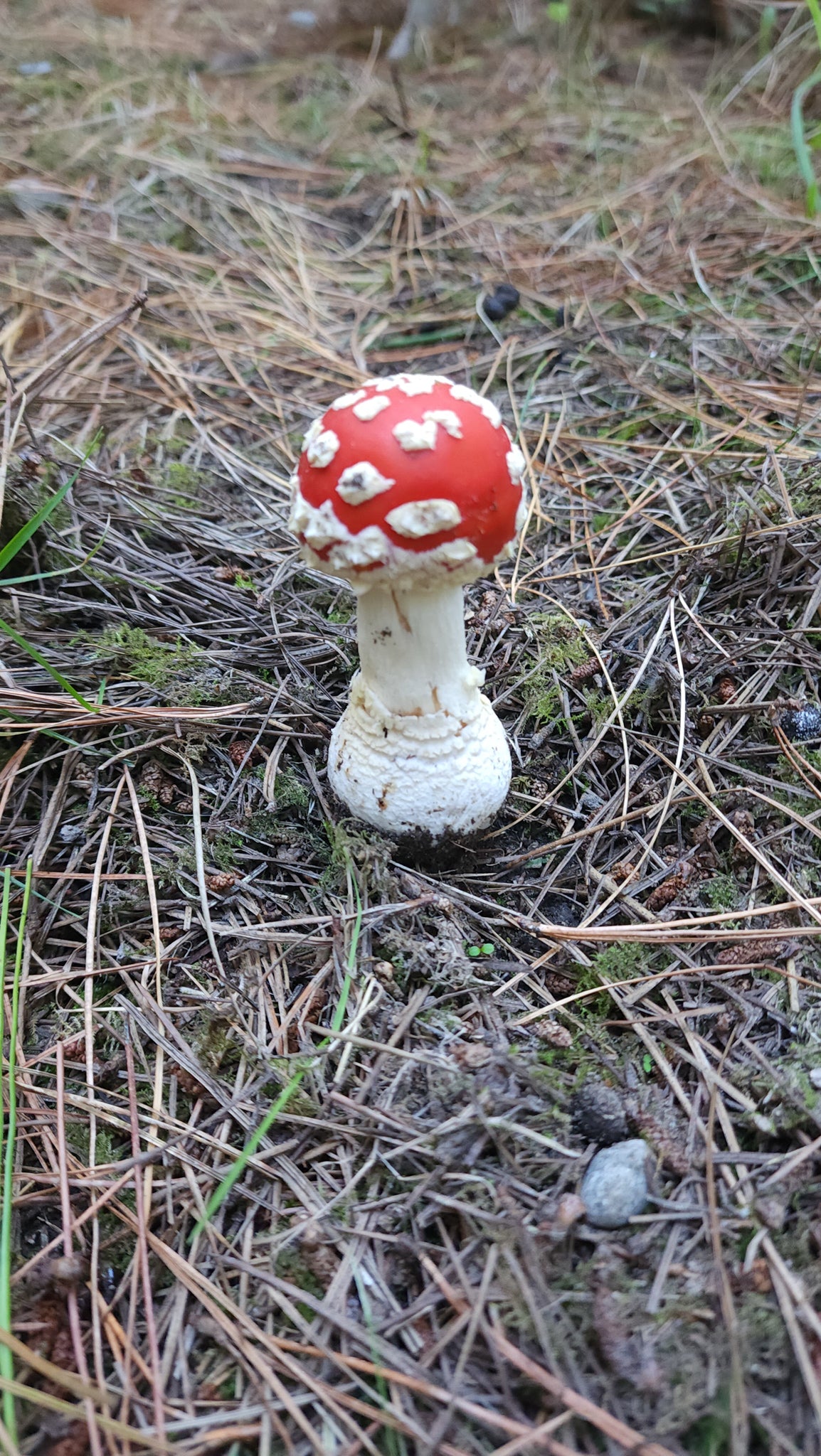 Ceramic mushroom making workshop - March 28th