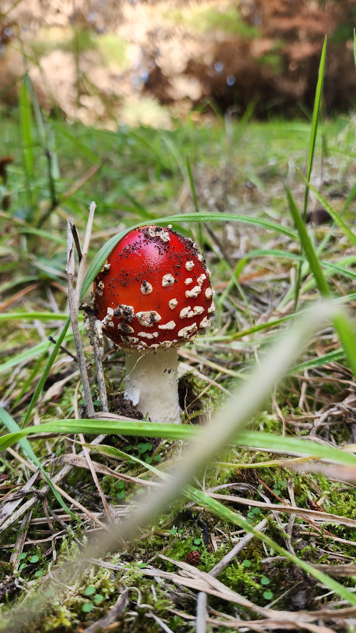 Ceramic mushroom making workshop - March 28th