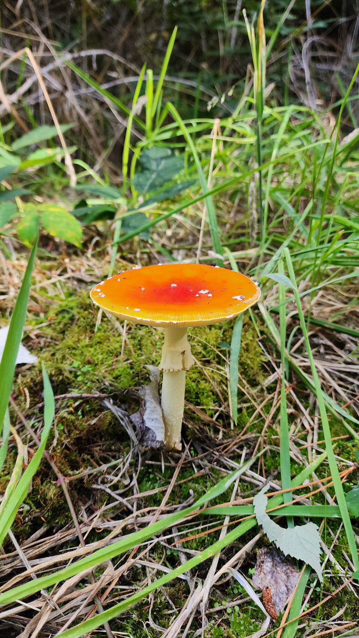 Ceramic mushroom making workshop - March 28th